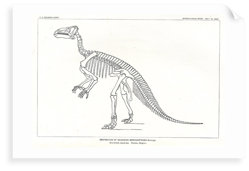 'Iguanodon bernissartensis' by unknown